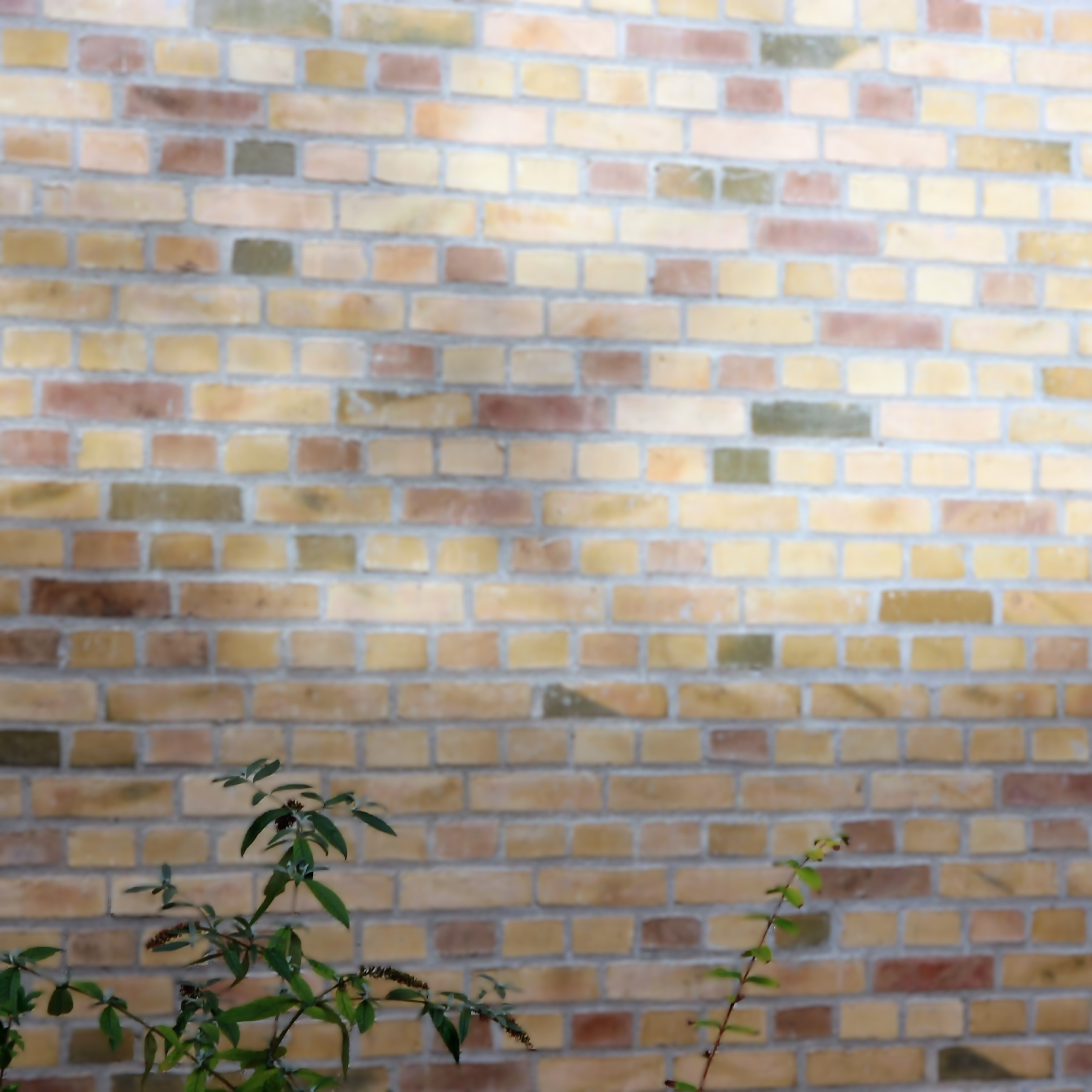 Advokat Petra Alexandra Fokdal